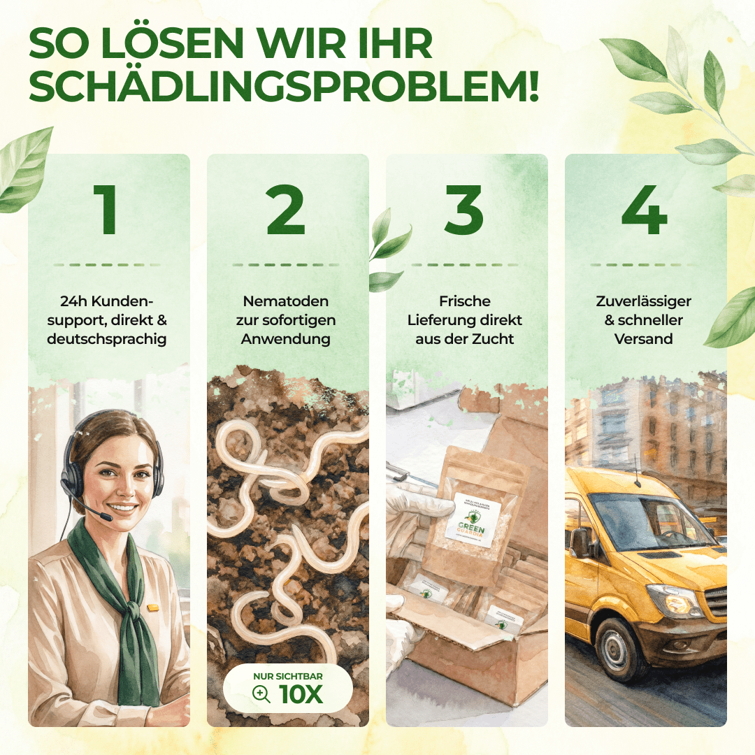 SF - Nematoden gegen Apfelwickler - Green Guardia - Ihr Experte für Schädlinge und Pflanzen
