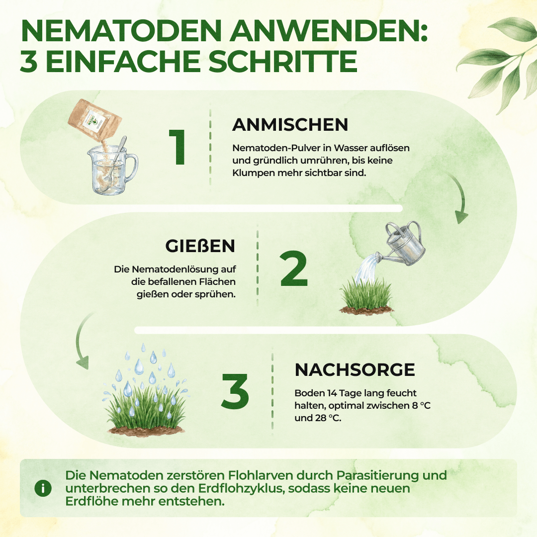 SF - Nematoden gegen Erdflöhe - Green Guardia - Ihr Experte für Schädlinge und Pflanzen