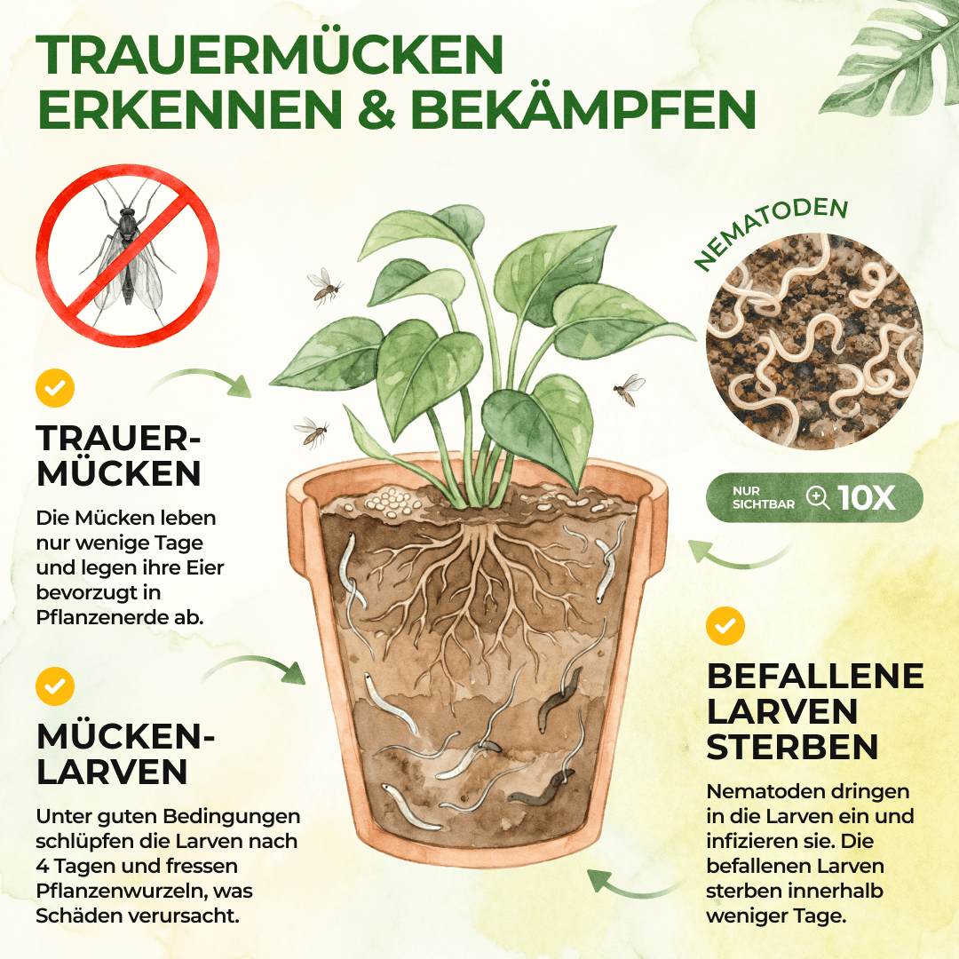 SF - Nematoden gegen Trauermücken - Green Guardia - Ihr Experte für Schädlinge und Pflanzen