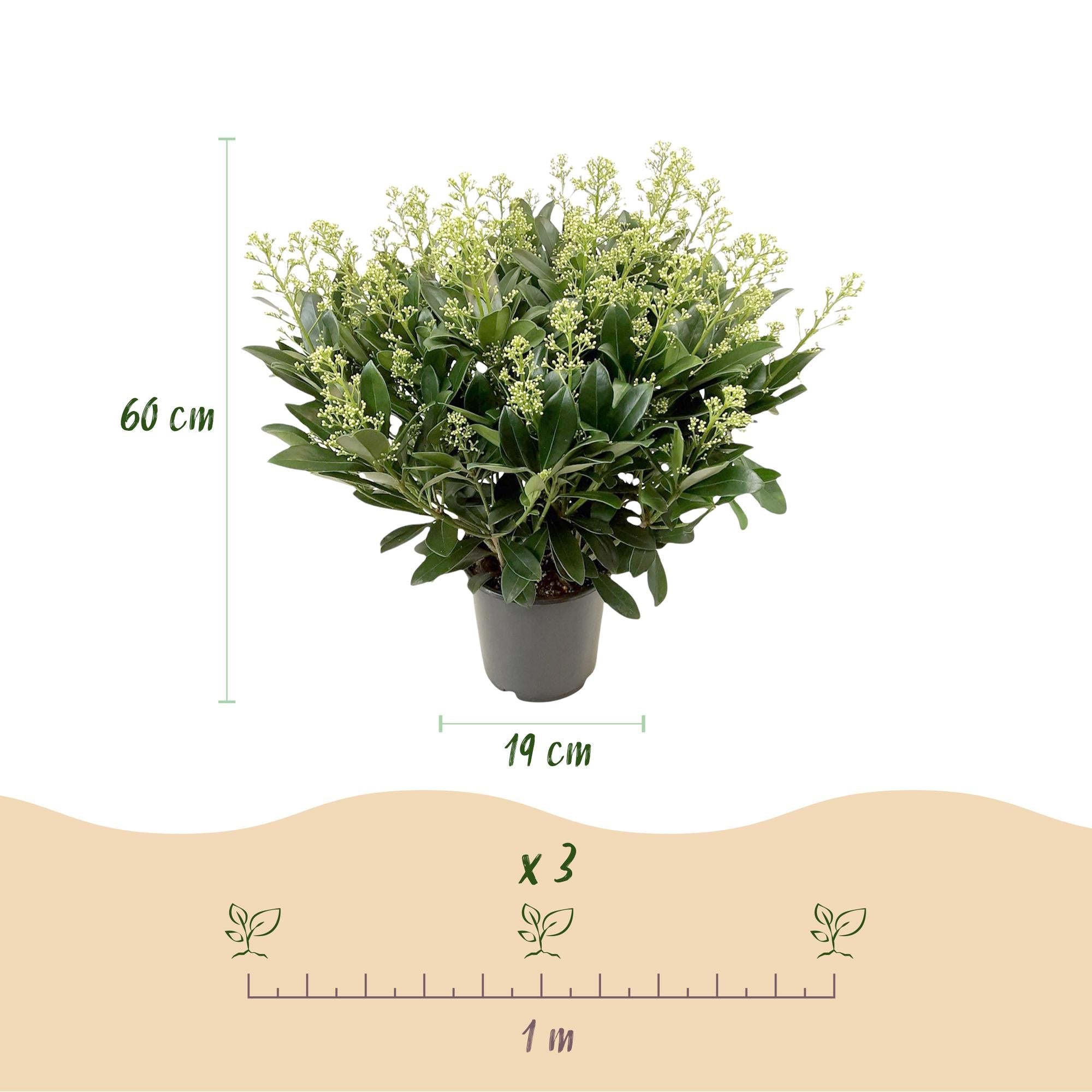 Skimmia japonica ‘Finchy’ – winterhart – Weiße Blüten – 10 bis zu über 40 Blüten – in verschiedenen Größen und Anzahl - Green Guardia - Ihr Experte für Schädlinge und Pflanzen