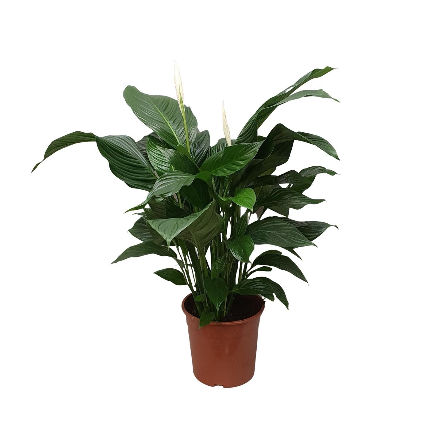 Spathiphyllum – Friedenslilie - verschiedene Farben & Größen - Green Guardia - Ihr Experte für Schädlinge und Pflanzen