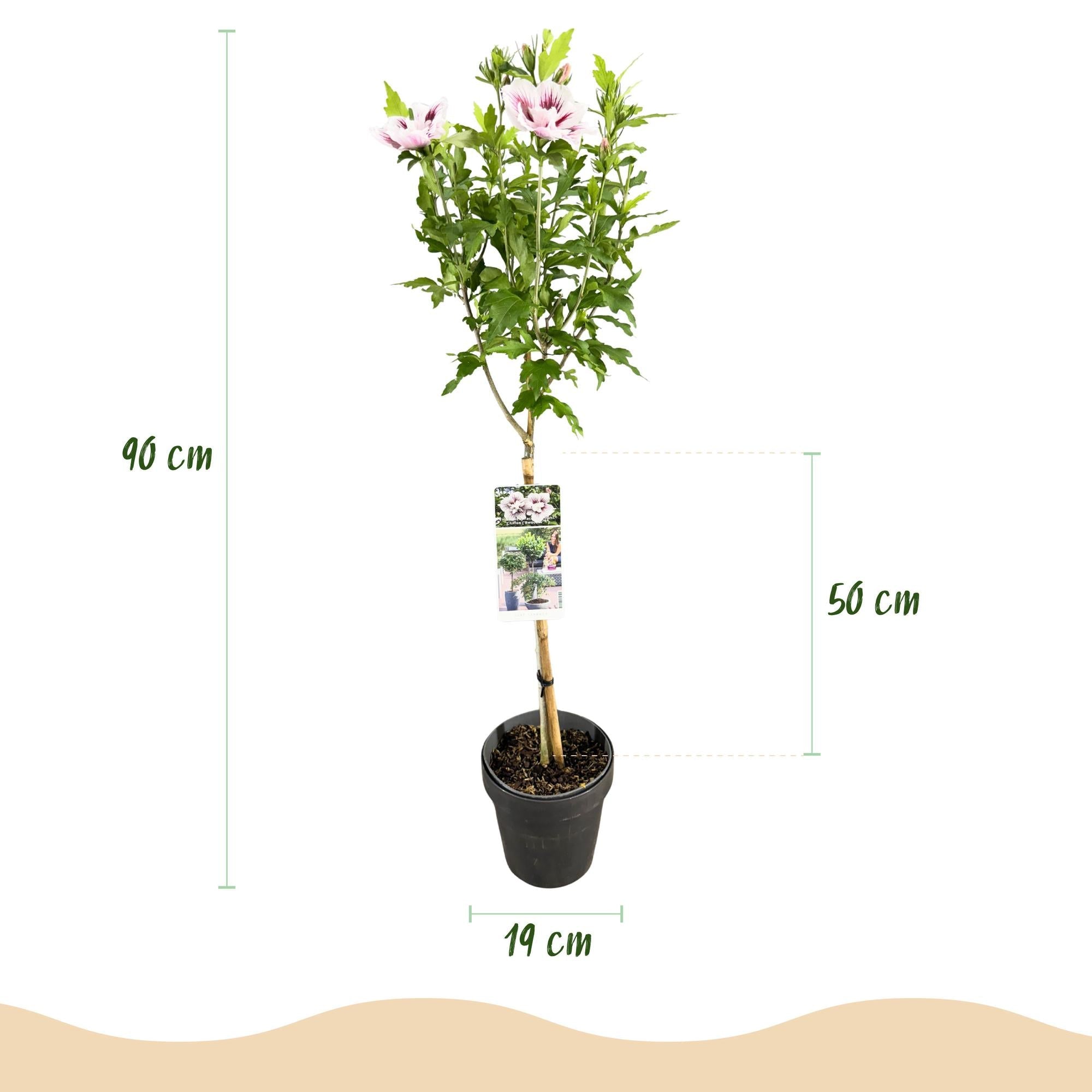 Hibiskus Starburst Chiffon® – roślina liściasta standardowa, doniczka 19  cm, wysokość 90 cm