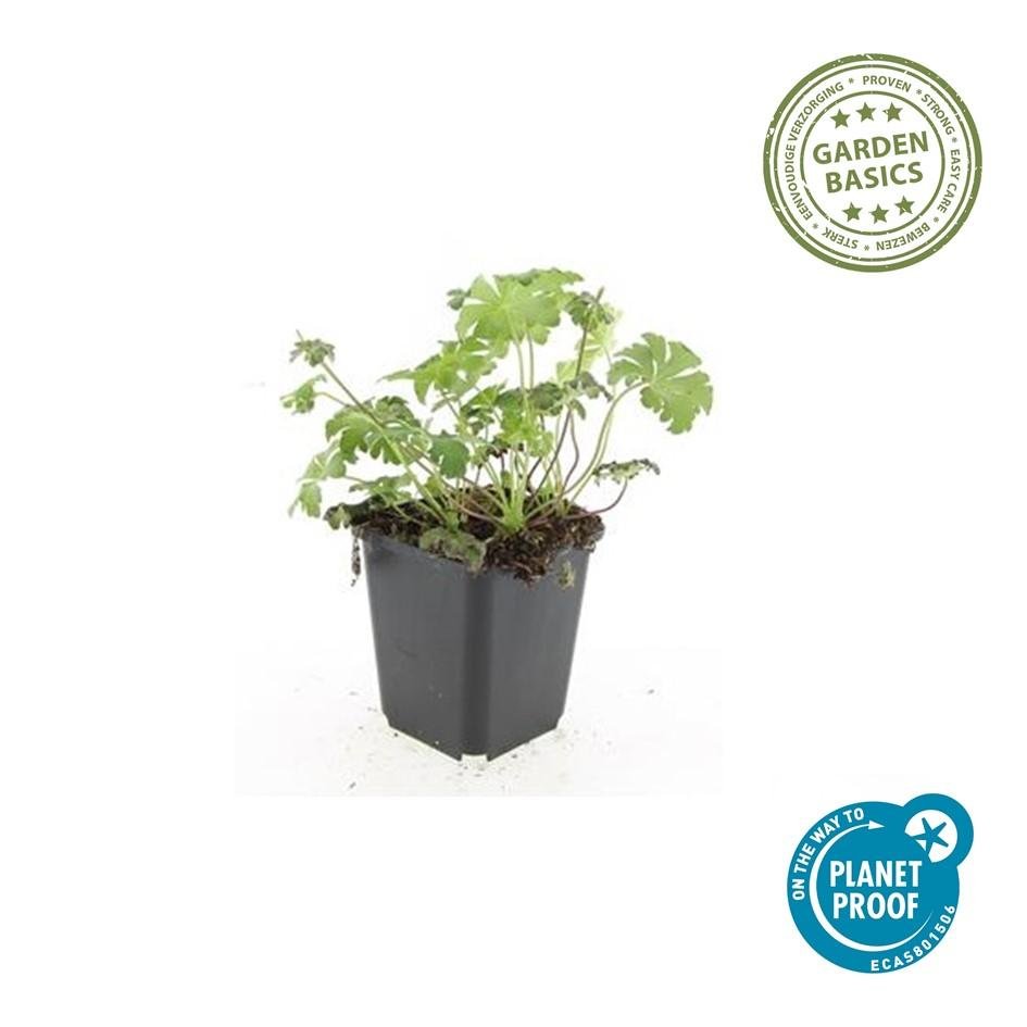Storchschnabel ‘Album’ – kompakte Staude, 9 cm Topf, 10–25 cm Höhe - Green Guardia - Ihr Experte für Schädlinge und Pflanzen