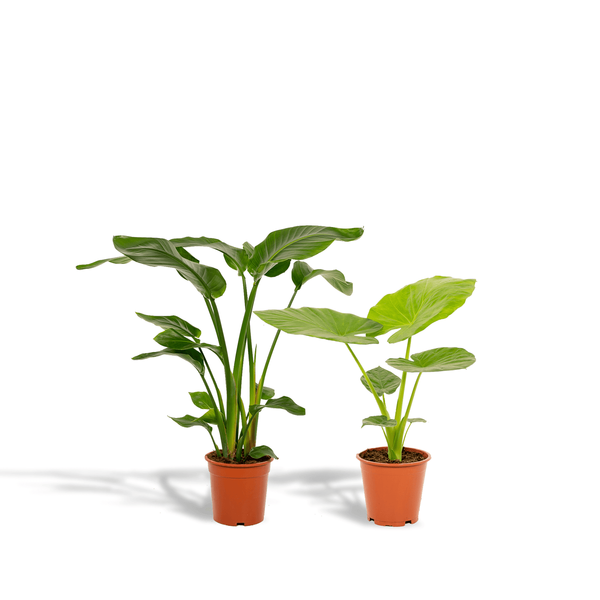 Strelitzia nicolai i Alocasia macrorrhiza – Kwiat rajskiego ptaka i Ucho  słonia – 2 rośliny – doniczka 19 cm, ok. 70–85 cm wysokości