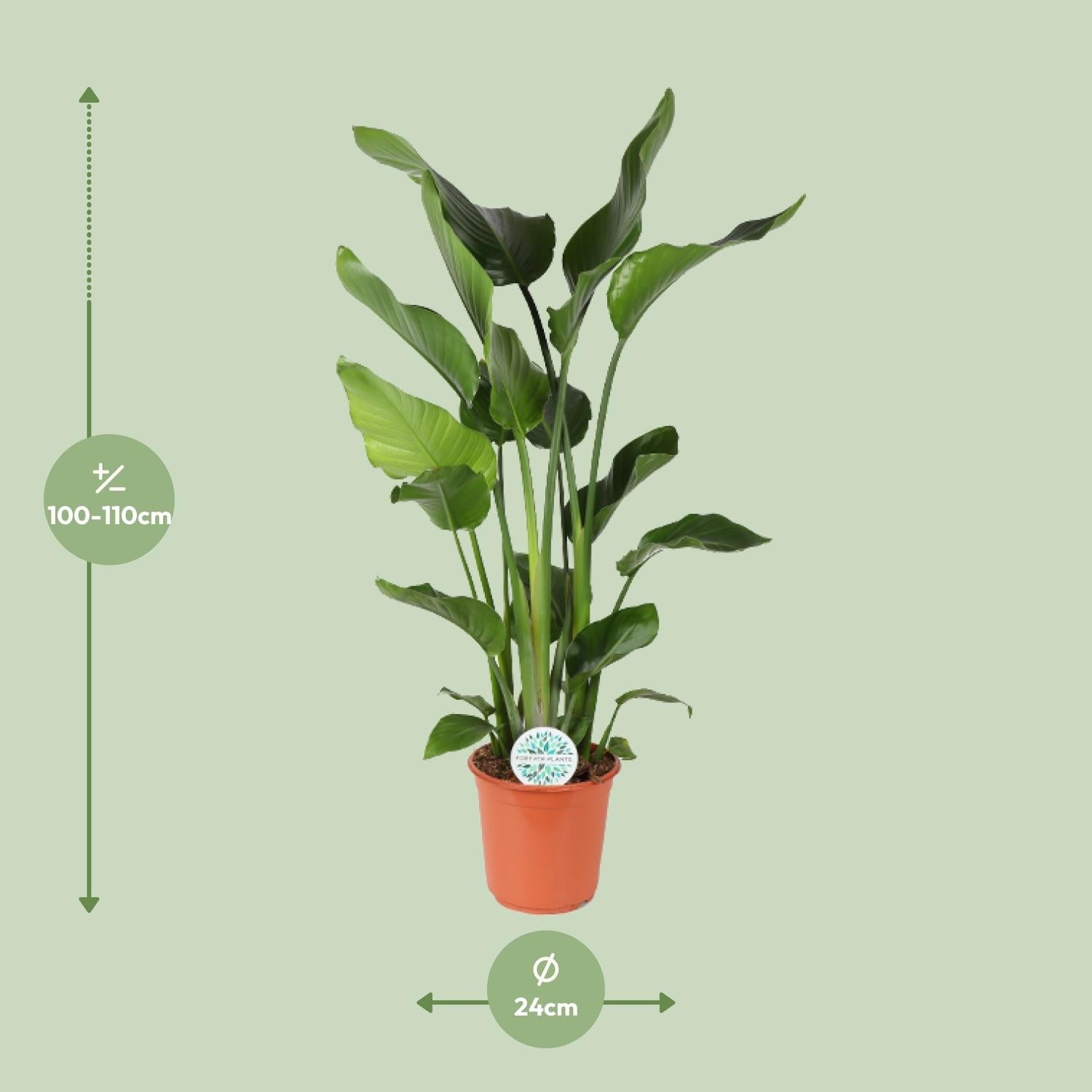 Strelitzia Nicolai – Weiße Paradiesvogelblume - 60 - 170 cm - Green Guardia - Ihr Experte für Schädlinge und Pflanzen