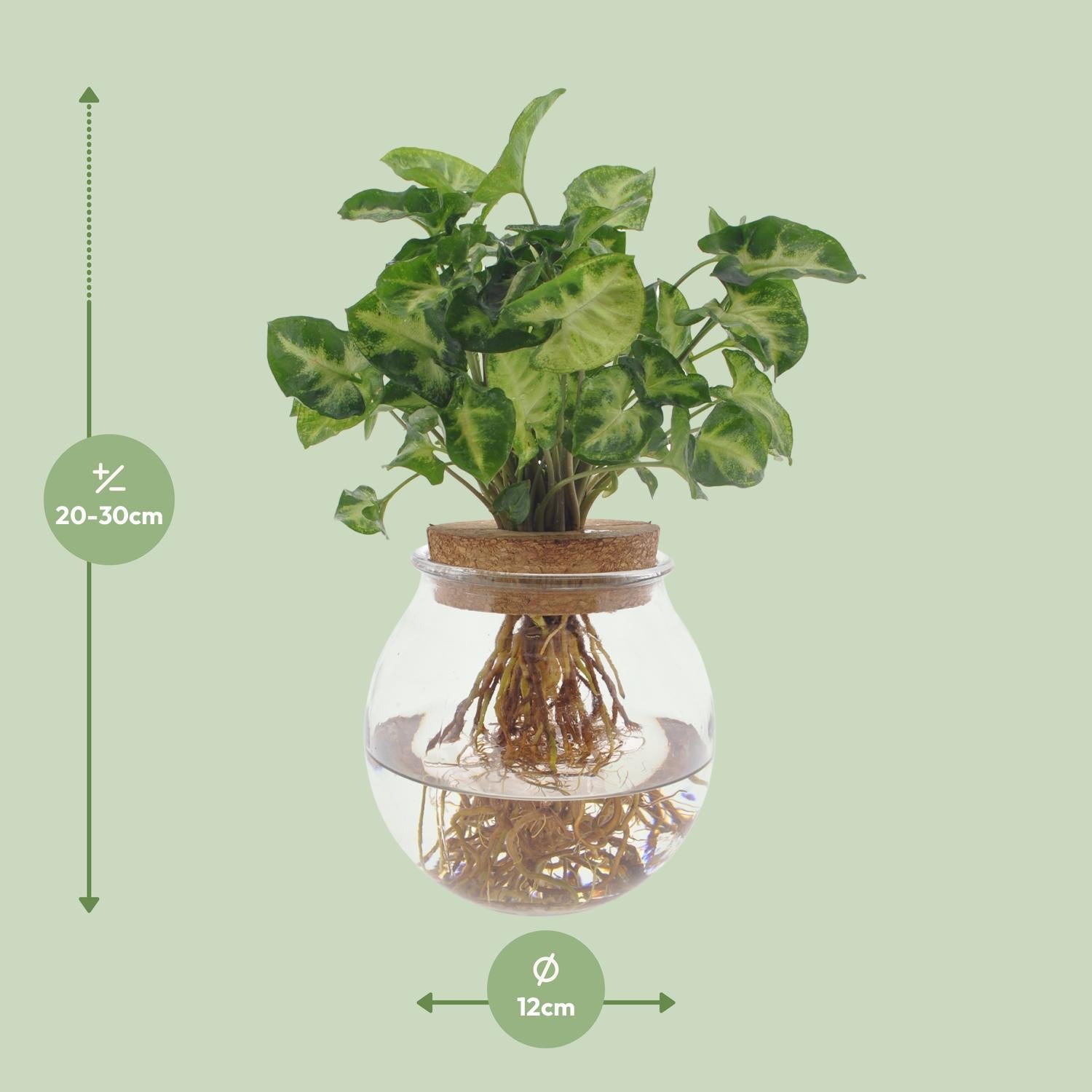 Syngonium ‘Pixie’ – Purpurtute - 20 - 30 cm - Green Guardia - Ihr Experte für Schädlinge und Pflanzen
