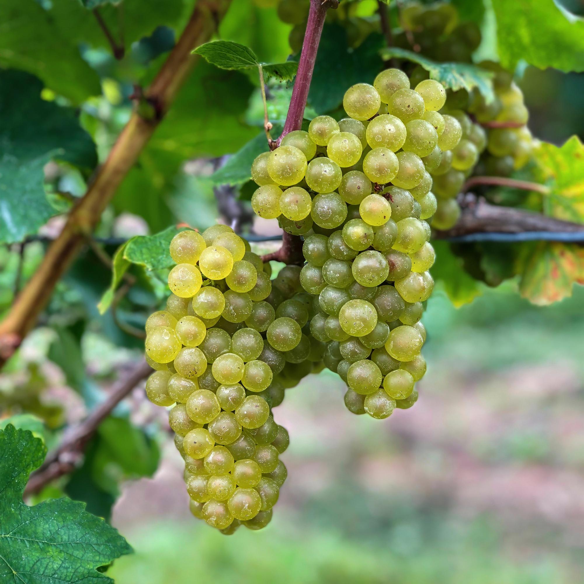 Tafeltraube ‘Bianca’ – weiße Sorte, 2 Pflanzen, 15 - cm Topf, 50 cm hoch - Green Guardia - Ihr Experte für Schädlinge und Pflanzen
