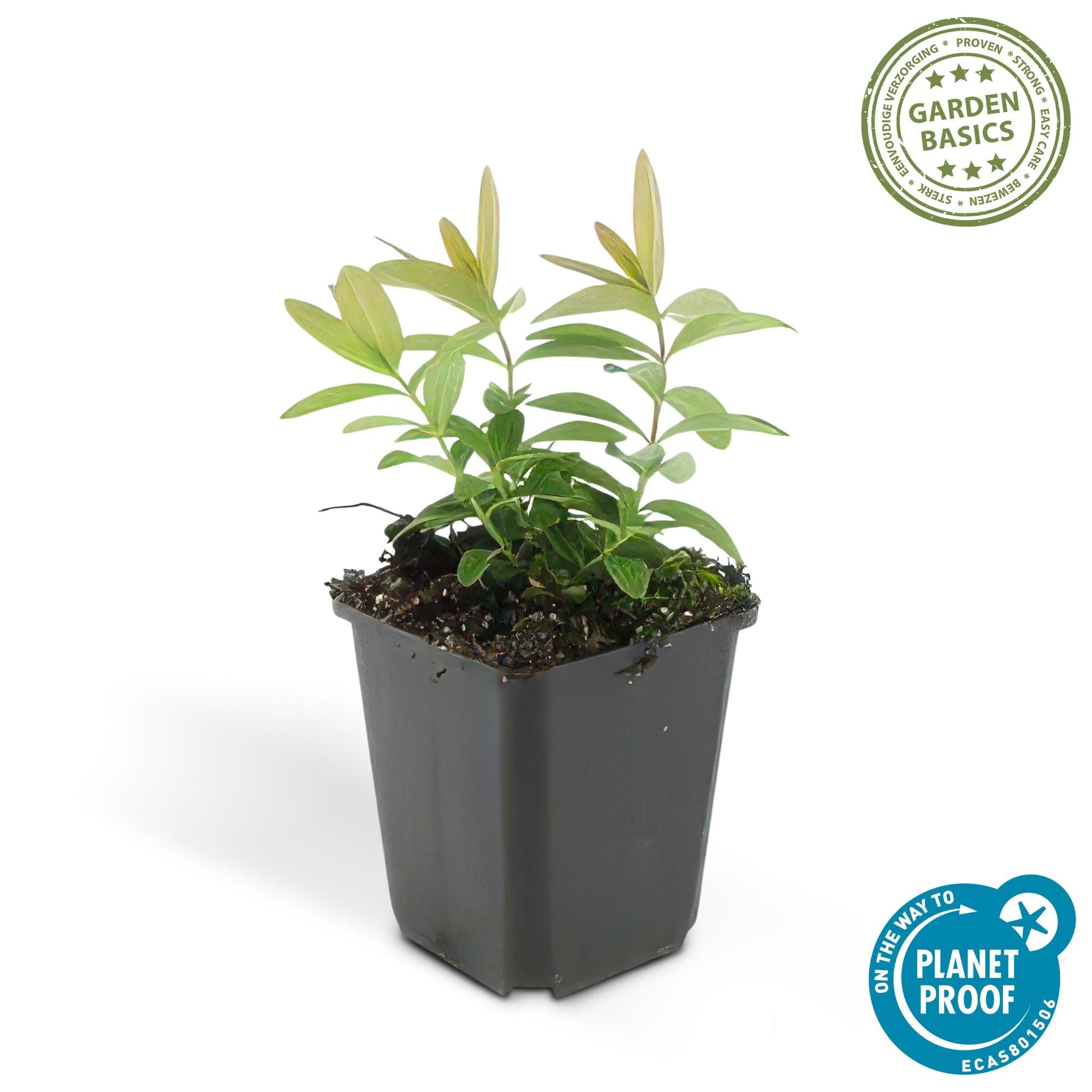 Teppich - Johanniskraut (Hypericum calycinum) – flach wachsend, 9 cm Topf, 10–25 cm - Green Guardia - Ihr Experte für Schädlinge und Pflanzen