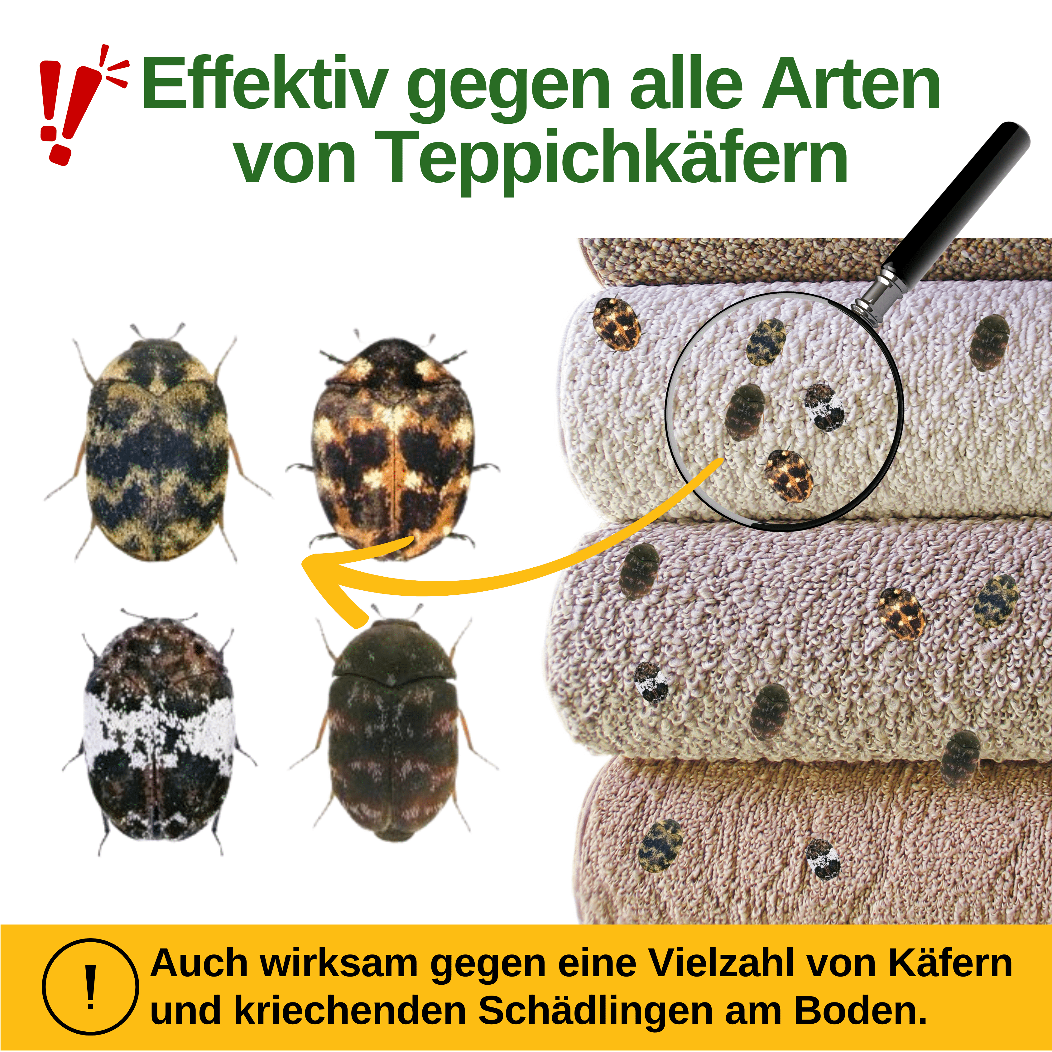 Teppichkäfer Falle mit Spezial - Lockstoff - Green Guardia - Ihr Experte für Schädlinge und Pflanzen