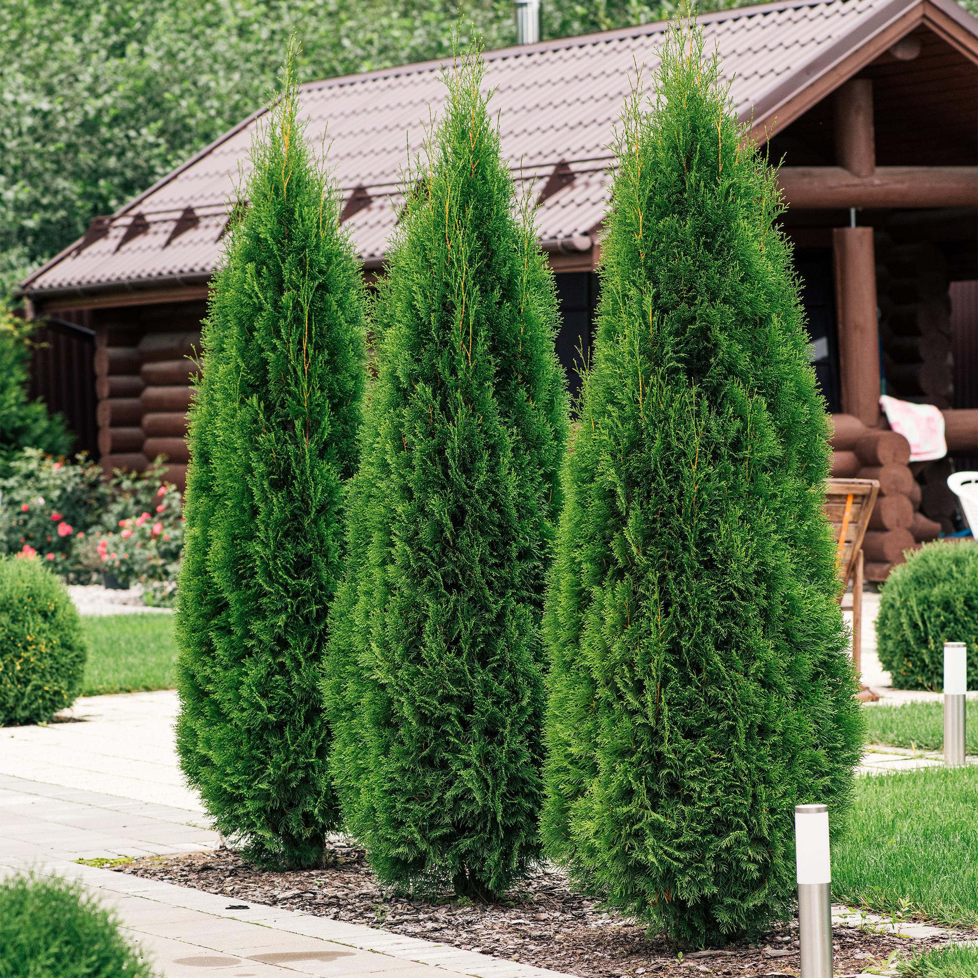 Thuja 'Smaragd' – immergrüne Heckenpflanze, 6 Pflanzen pro Meter, 17 - cm Topf, 60 cm Höhe - Green Guardia - Ihr Experte für Schädlinge und Pflanzen