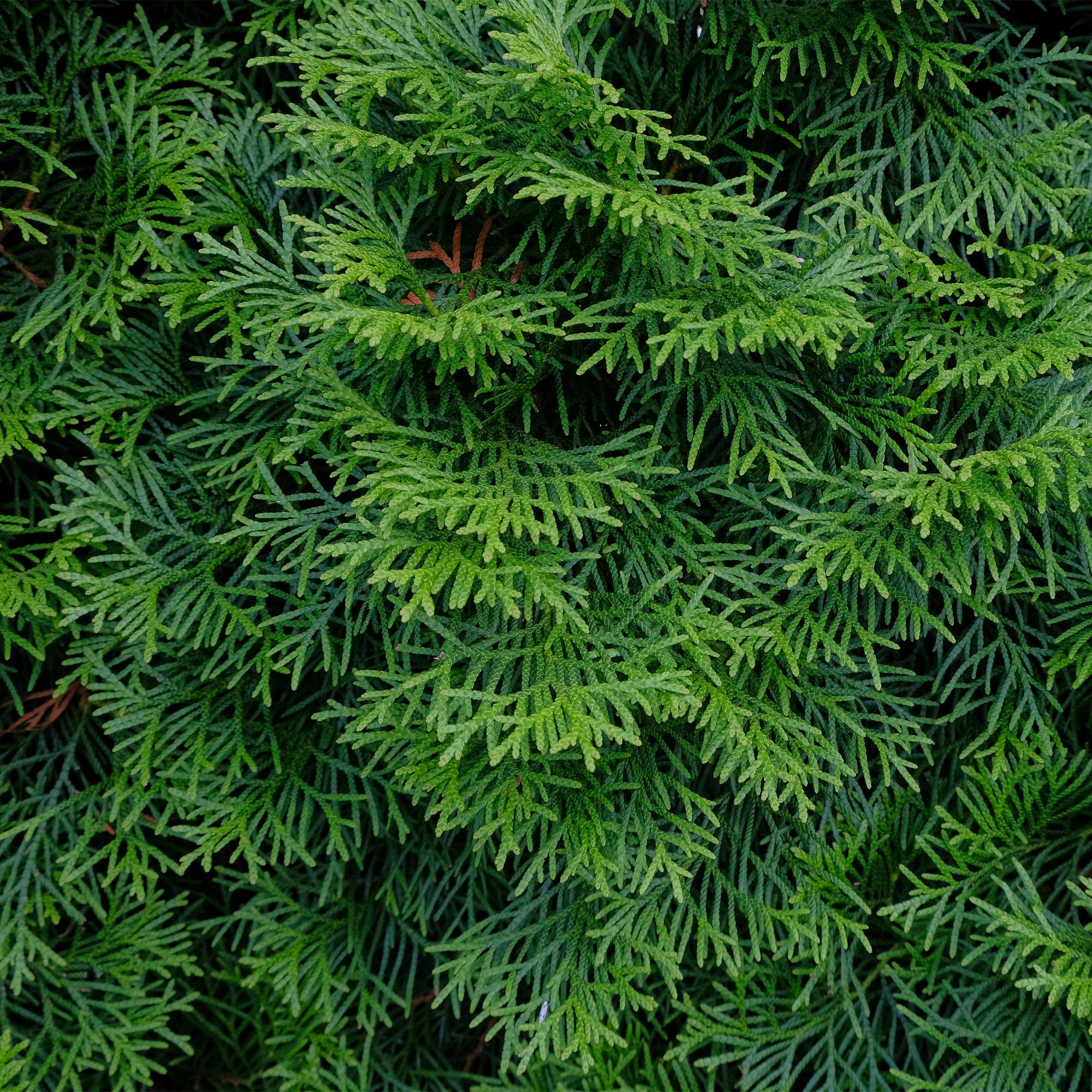 Thuja 'Smaragd' – planta de seto de hoja perenne, 6 plantas por metro,  maceta de 17 cm, 60 cm de altura