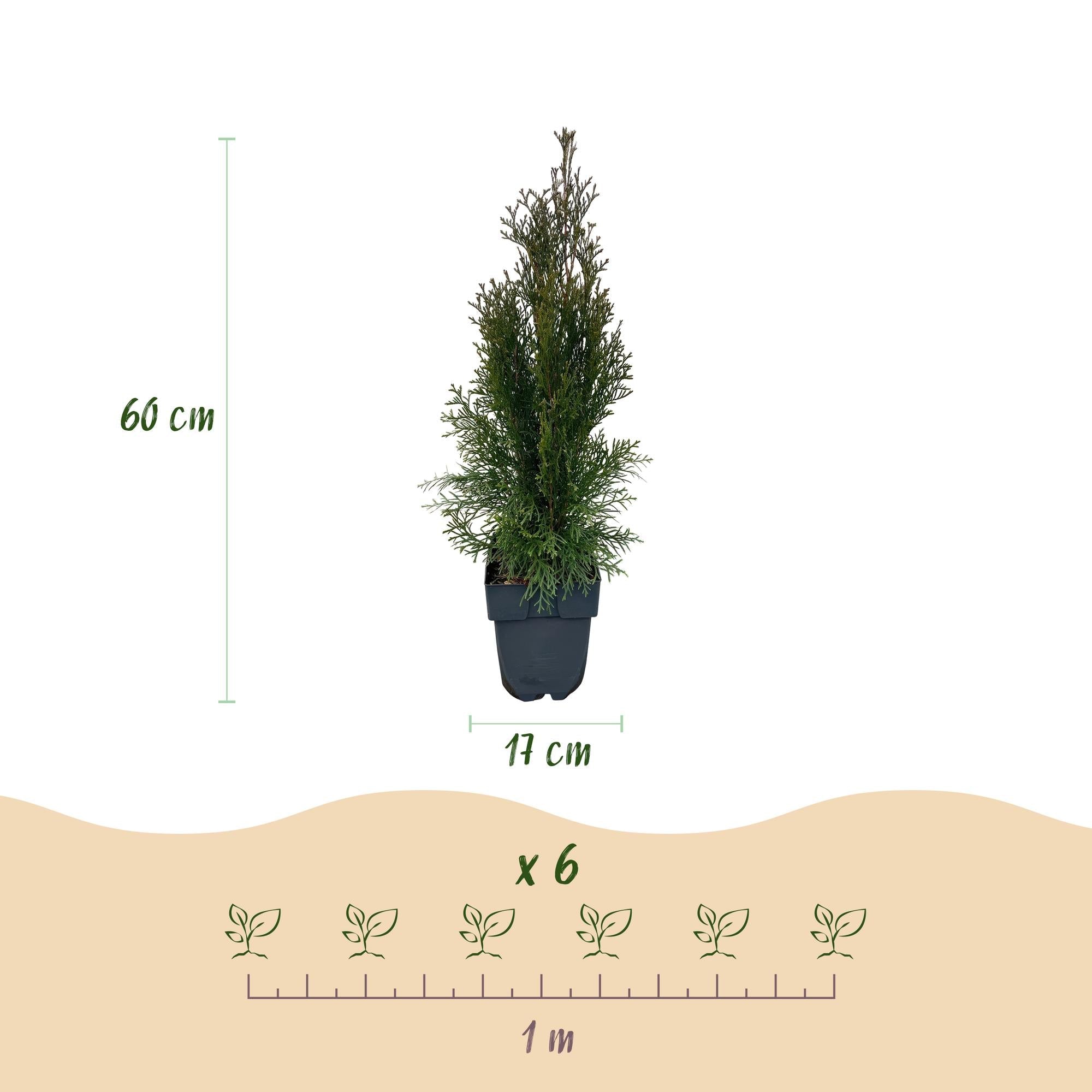 Thuja 'Smaragd' – planta de seto de hoja perenne, 6 plantas por metro,  maceta de 17 cm, 60 cm de altura