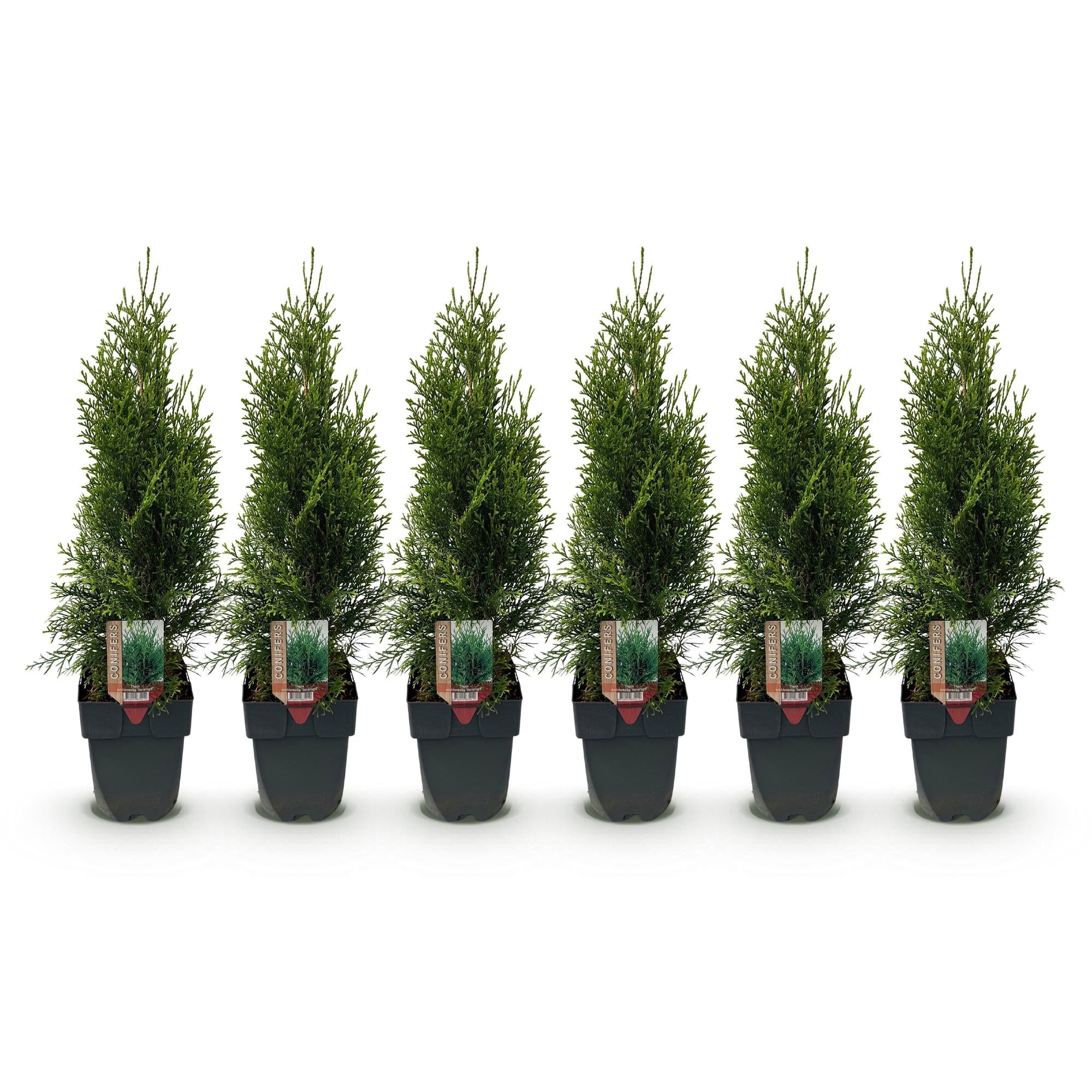 Thuja 'Smaragd' – planta de seto de hoja perenne, 6 plantas por metro,