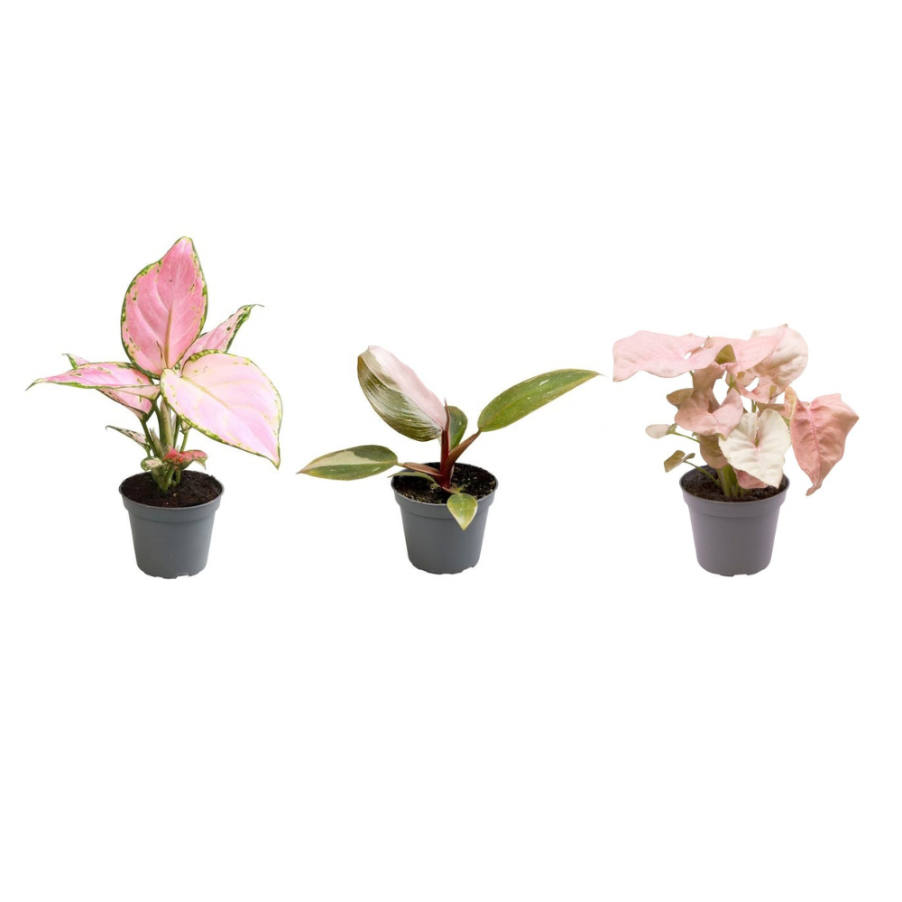 Aglaonema 'Red Valentine', Aglaonema 'Red Zirkon' & Calathea roseopicta 'Rosey' – 3 Pflanzen