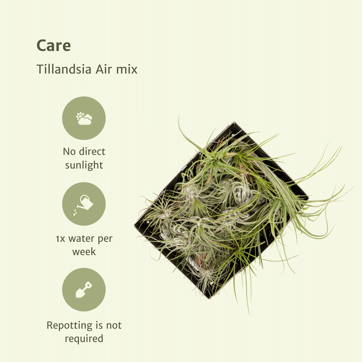 Tillandsia Air Mix – Luftpflanzen – 10 Stück – ca. 6 cm groß - Green Guardia - Ihr Experte für Schädlinge und Pflanzen