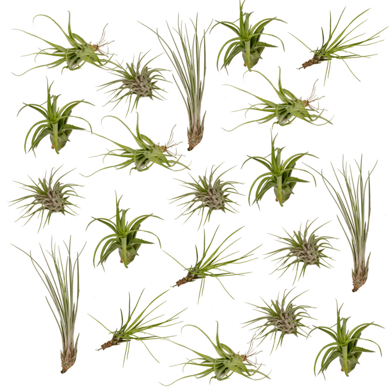 Tillandsia Air Mix – Luftpflanzen – 20 Stück – ca. 6 cm groß - Green Guardia - Ihr Experte für Schädlinge und Pflanzen