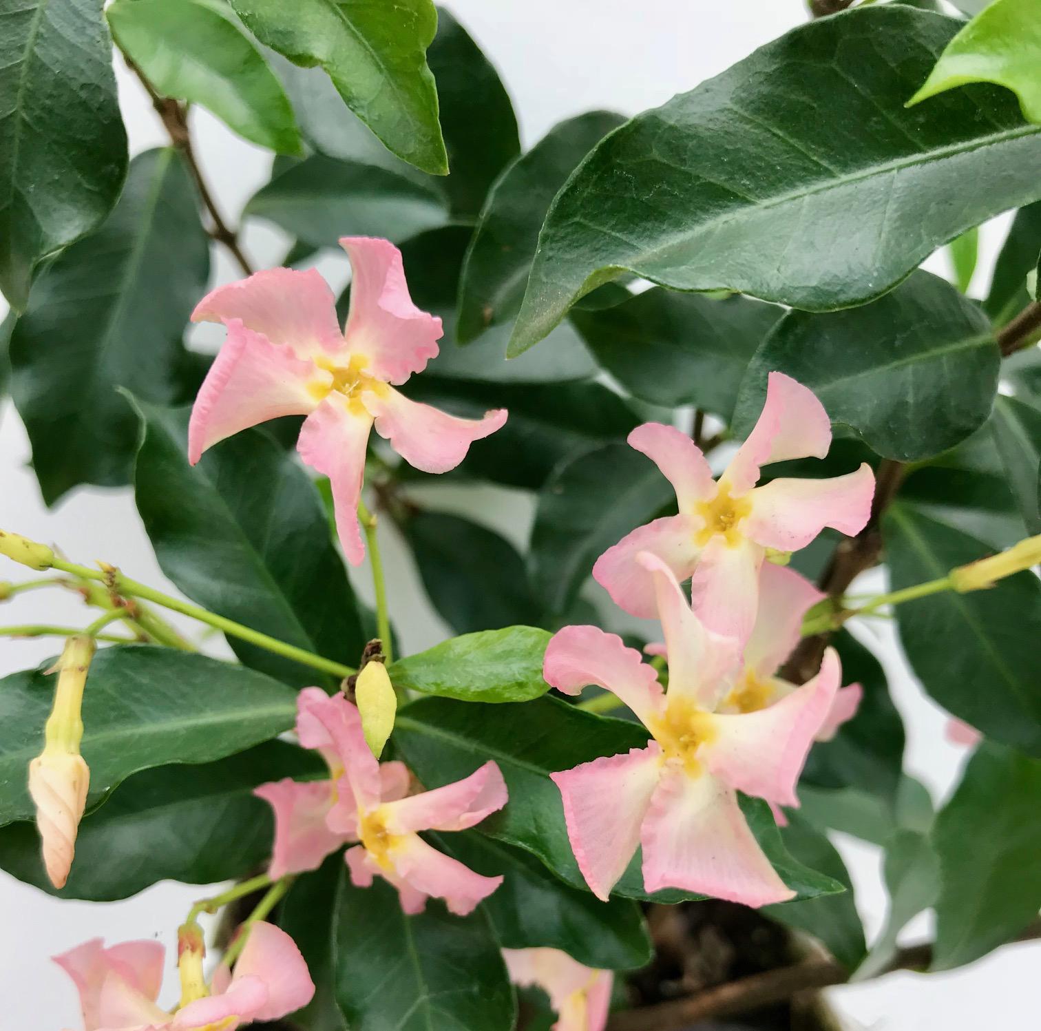 Toskanischer Jasmin ‘Star of Ibiza’ – rosa Blüten, immergrün, 15 cm Topf, 65 cm hoch - Green Guardia - Ihr Experte für Schädlinge und Pflanzen