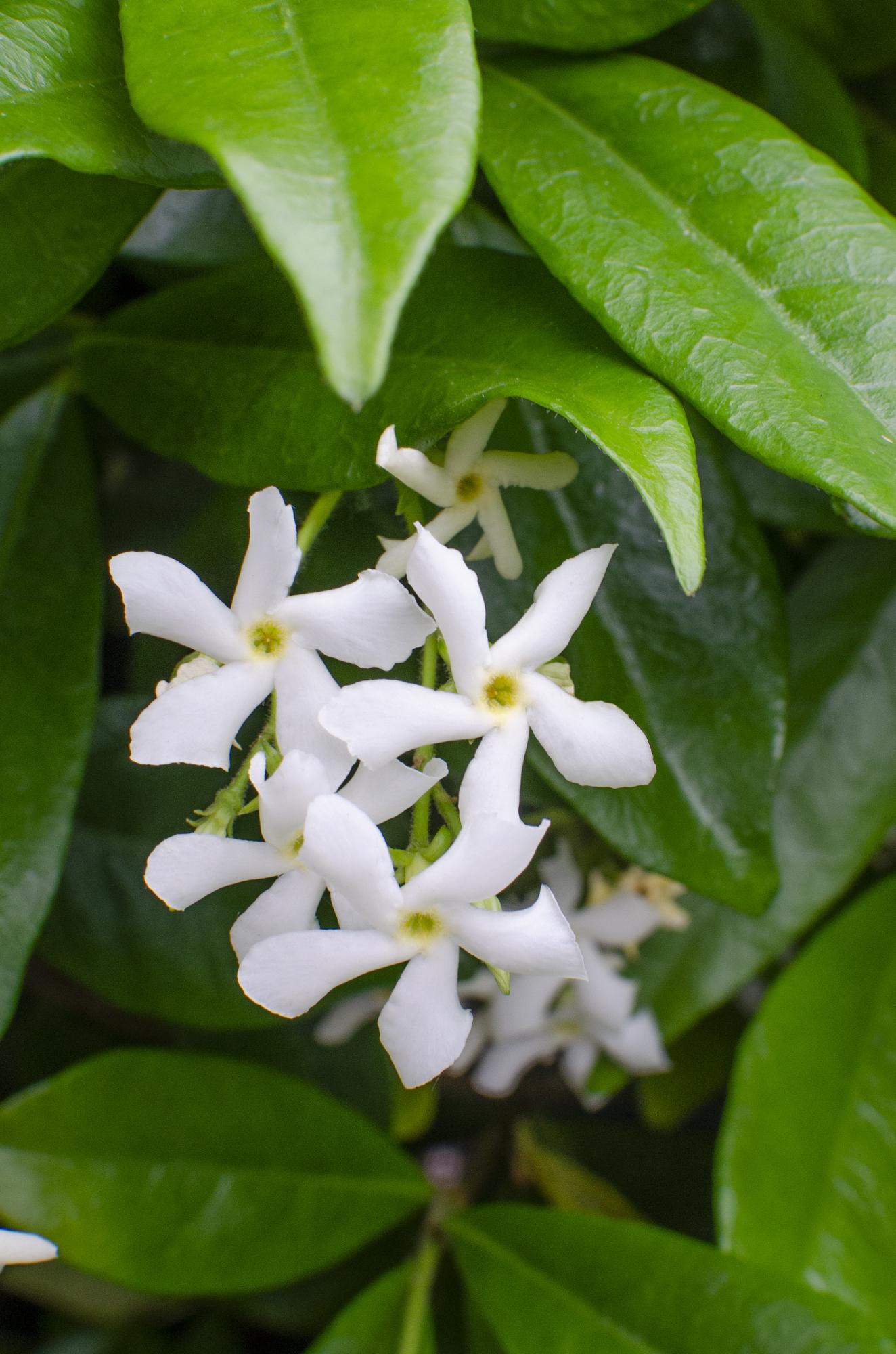Trachelospermum ‘Star of Venice’ – immergrüner Jasmin, weiße Blüten, 15 cm Topf, 65 cm hoch - Green Guardia - Ihr Experte für Schädlinge und Pflanzen
