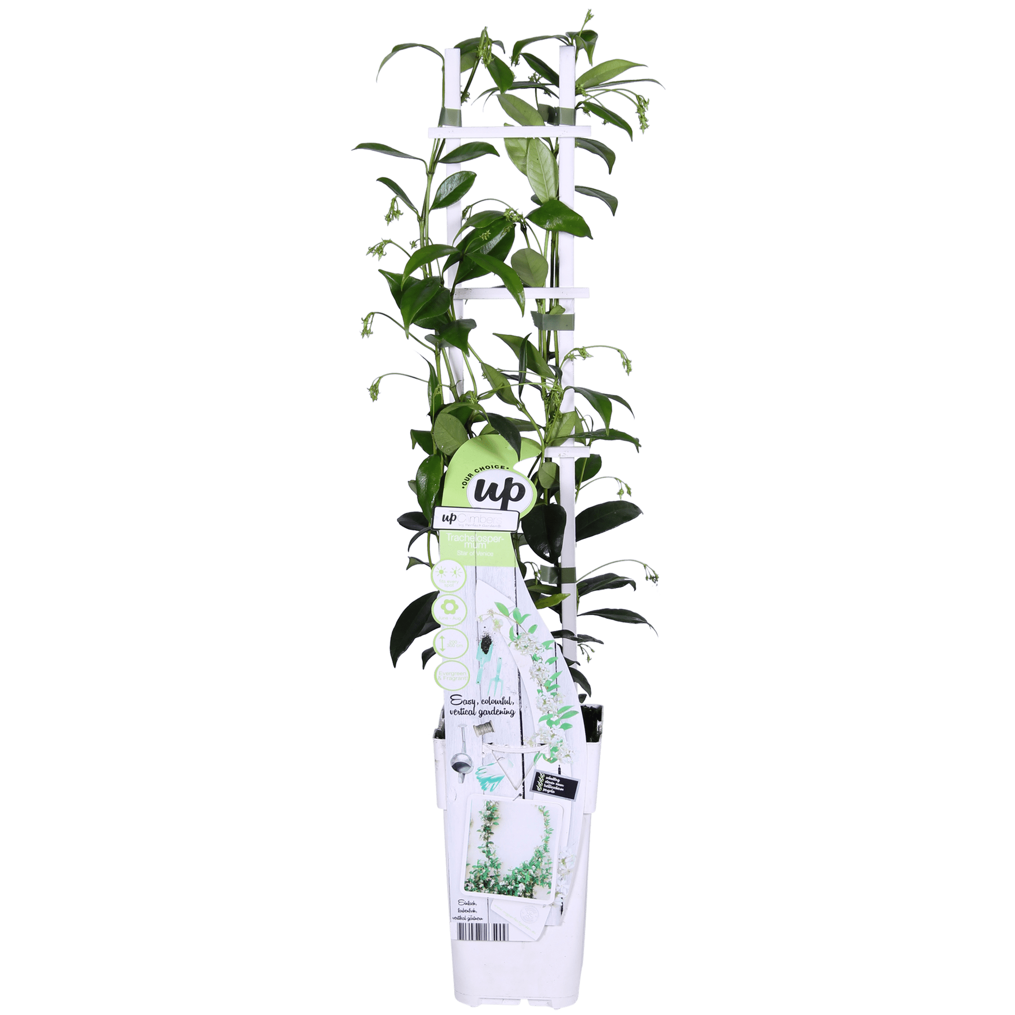Trachelospermum ‘Star of Venice’ – immergrüner Jasmin, weiße Blüten, 15 cm Topf, 65 cm hoch - Green Guardia - Ihr Experte für Schädlinge und Pflanzen