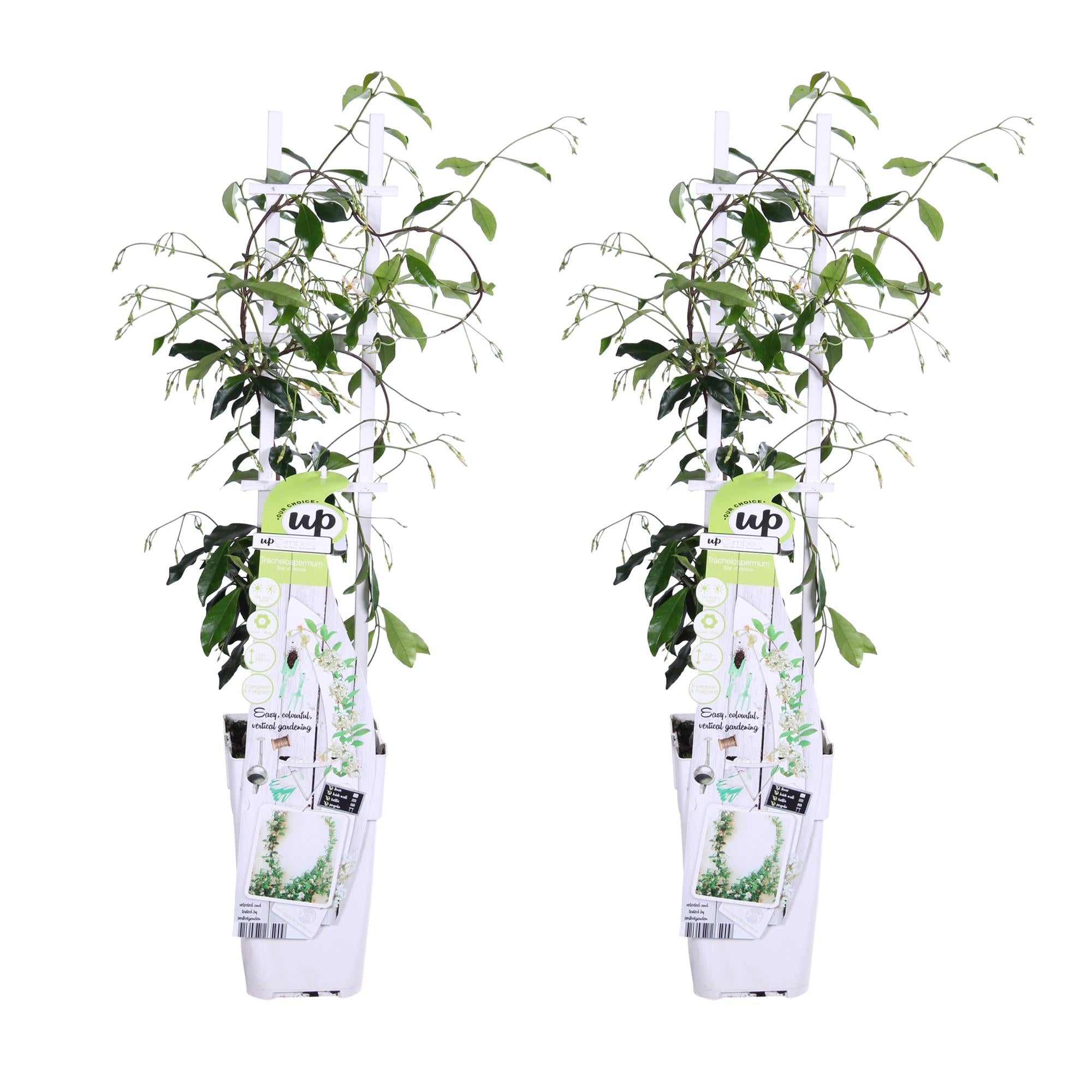 Trachelospermum ‘Star of Venice’ – immergrüner Jasmin, weiße Blüten, 15 cm Topf, 65 cm hoch - Green Guardia - Ihr Experte für Schädlinge und Pflanzen