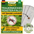 Trampa para mosquitos de hongos en ventanas con atrayente especial