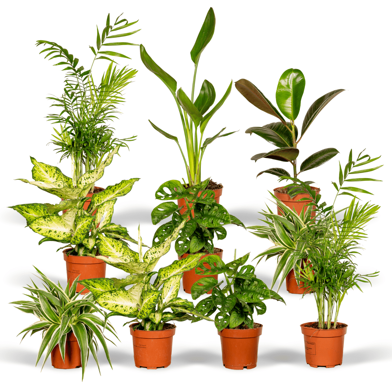 Überraschungsbox – Mix aus Zimmerpflanzen - 5 - 10 Pflanzen pro Set - Green Guardia - Ihr Experte für Schädlinge und Pflanzen