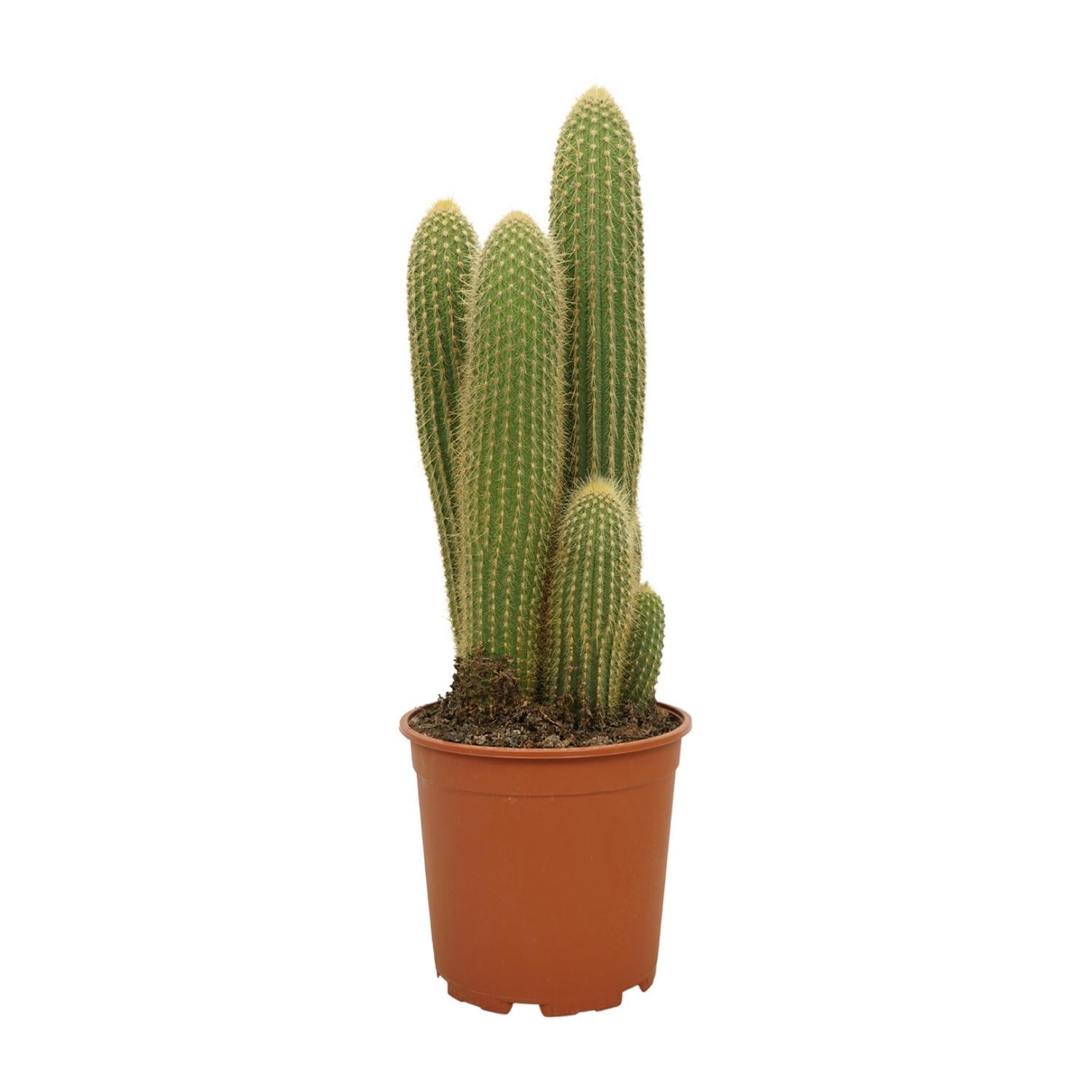 Vatricania guentheri – Kaktus – 21 cm Topf, 55 cm hoch - Green Guardia - Ihr Experte für Schädlinge und Pflanzen