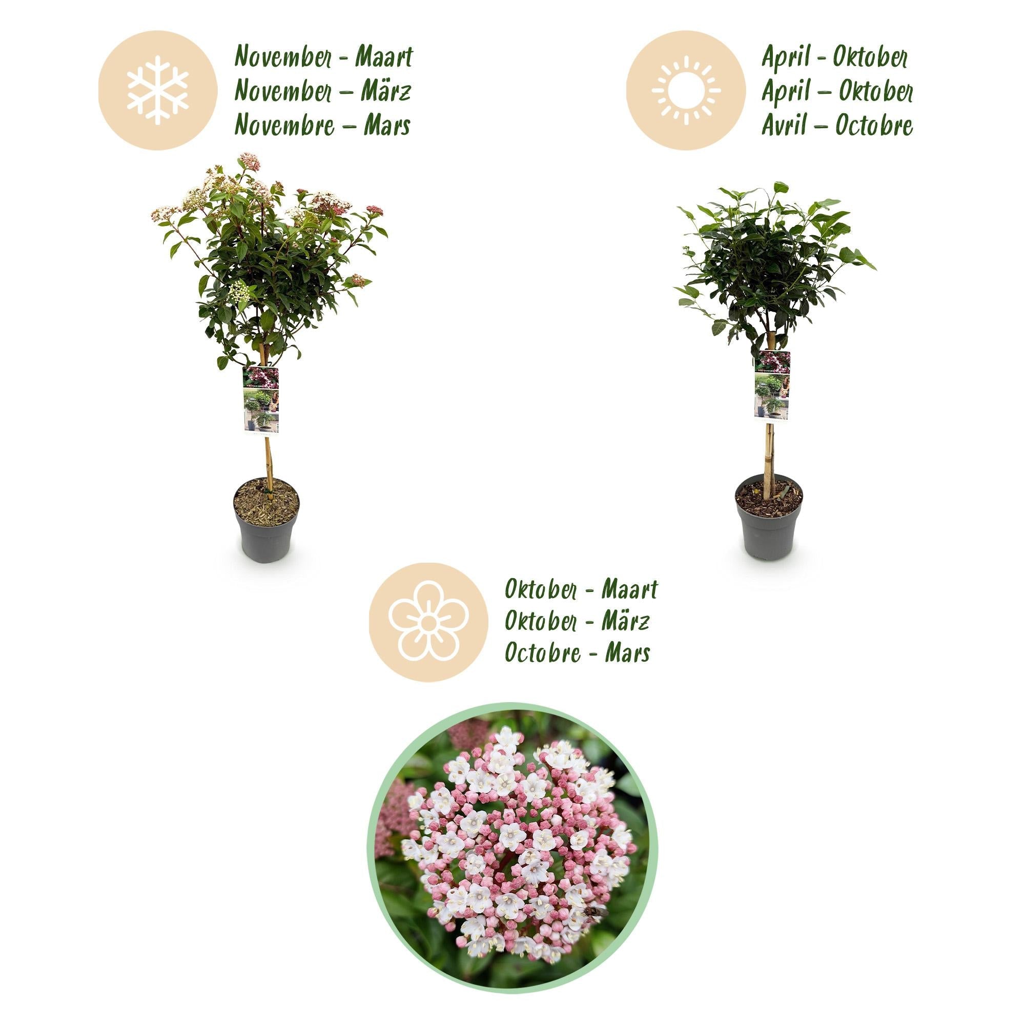Viburnum tinus ‘Eve Price’ Stamm – Terrassenpflanze, winterhart, 19 cm Topf, 90 cm hoch - Green Guardia - Ihr Experte für Schädlinge und Pflanzen