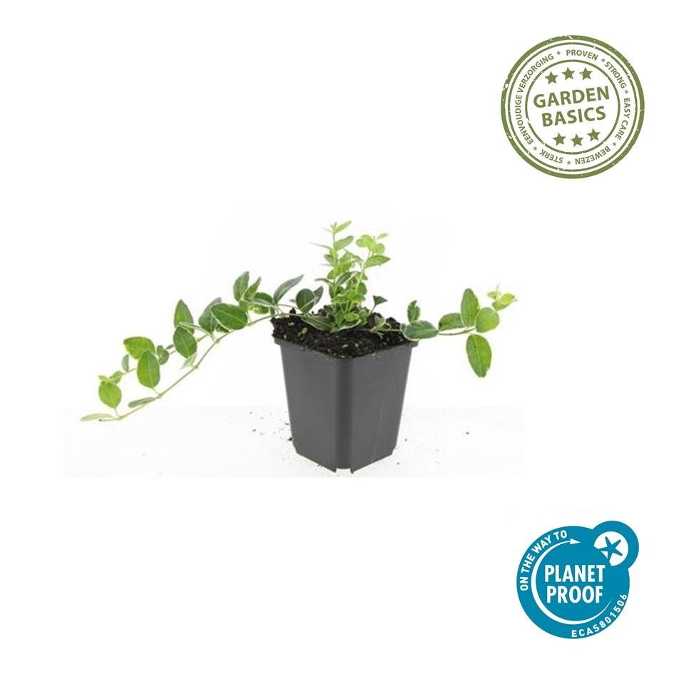 Vinca minor ‘Ralph Shugert’ – weiß gerandetes Immergrün, 9 cm Topf, 10–25 cm Höhe - Green Guardia - Ihr Experte für Schädlinge und Pflanzen