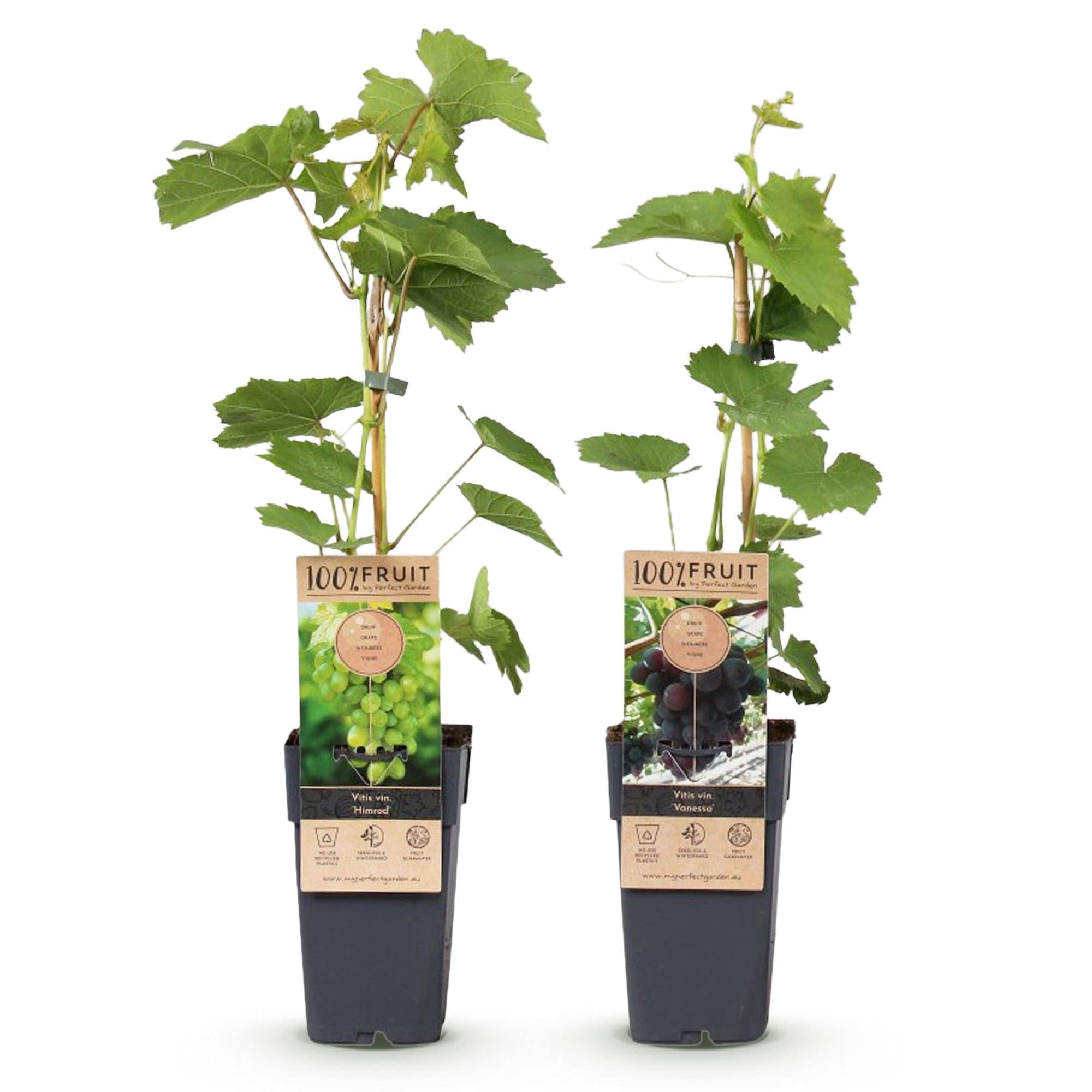 Vitis vinifera ‘Vanessa’ & ‘Himrod’ – kernlose Trauben, lila & weiß, 2 Pflanzen, 15 - cm Topf, 50 cm Höhe - Green Guardia - Ihr Experte für Schädlinge und Pflanzen