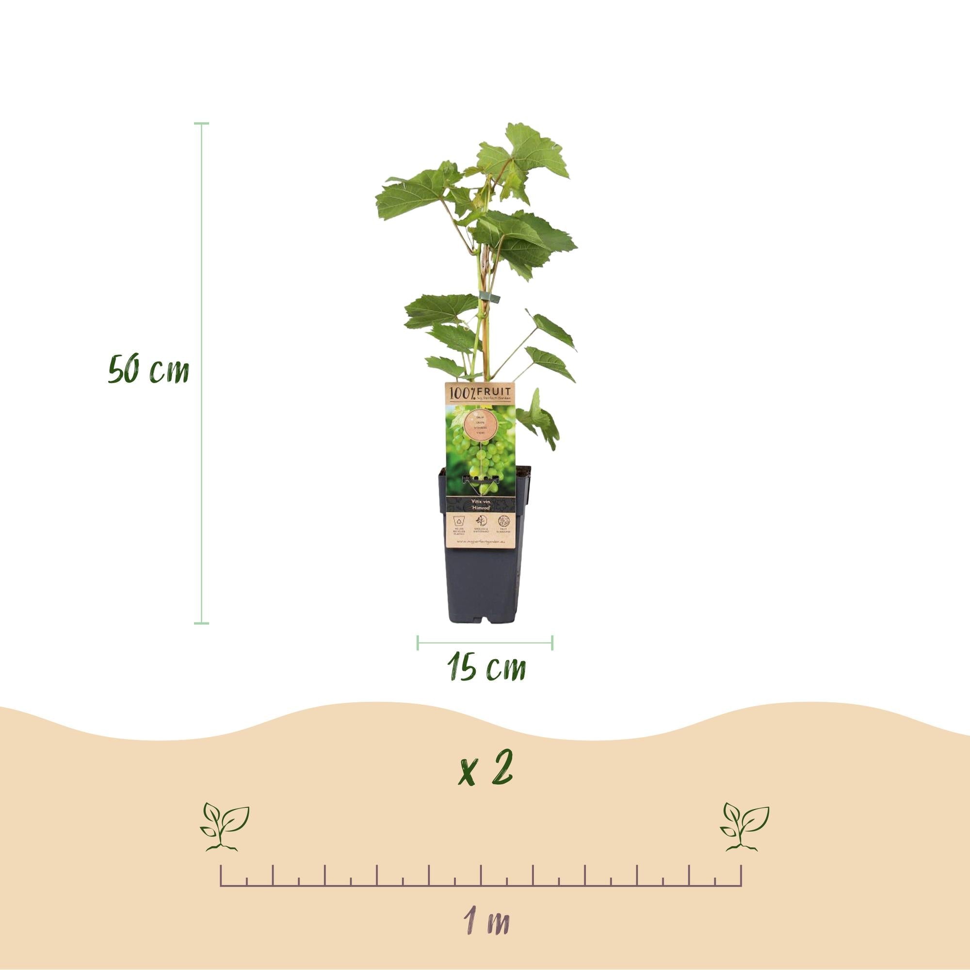 Vitis vinifera ‘Vanessa’ & ‘Himrod’ – kernlose Trauben, lila & weiß, 2 Pflanzen, 15 - cm Topf, 50 cm Höhe - Green Guardia - Ihr Experte für Schädlinge und Pflanzen