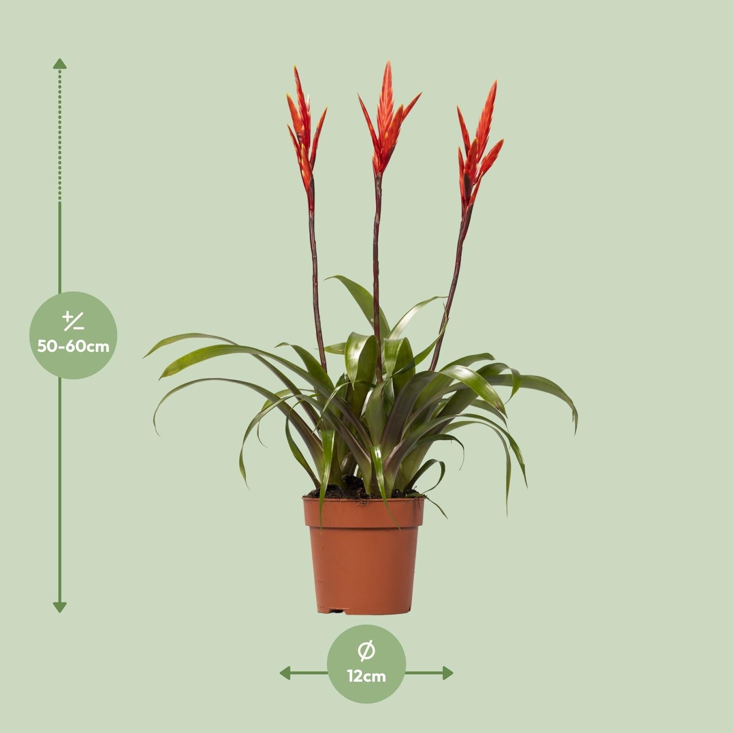 Vriesea ‘Elan Toef’ – Flammendes Schwert - 12 cm Topf, 55 cm hoch - Green Guardia - Ihr Experte für Schädlinge und Pflanzen