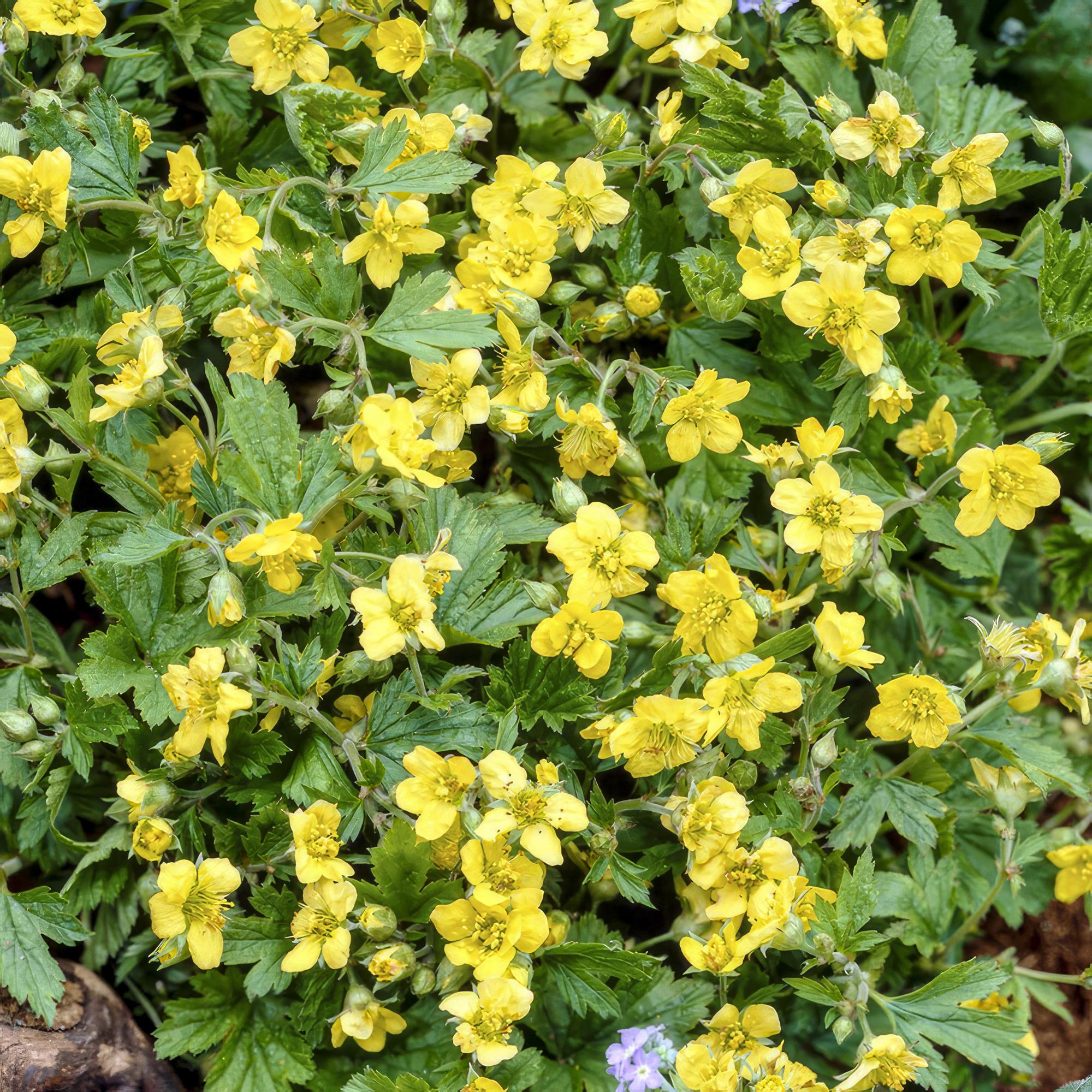 Waldsteinia ternata – immergrüner Bodendecker, 9 cm Topf, 10–25 cm - Green Guardia - Ihr Experte für Schädlinge und Pflanzen