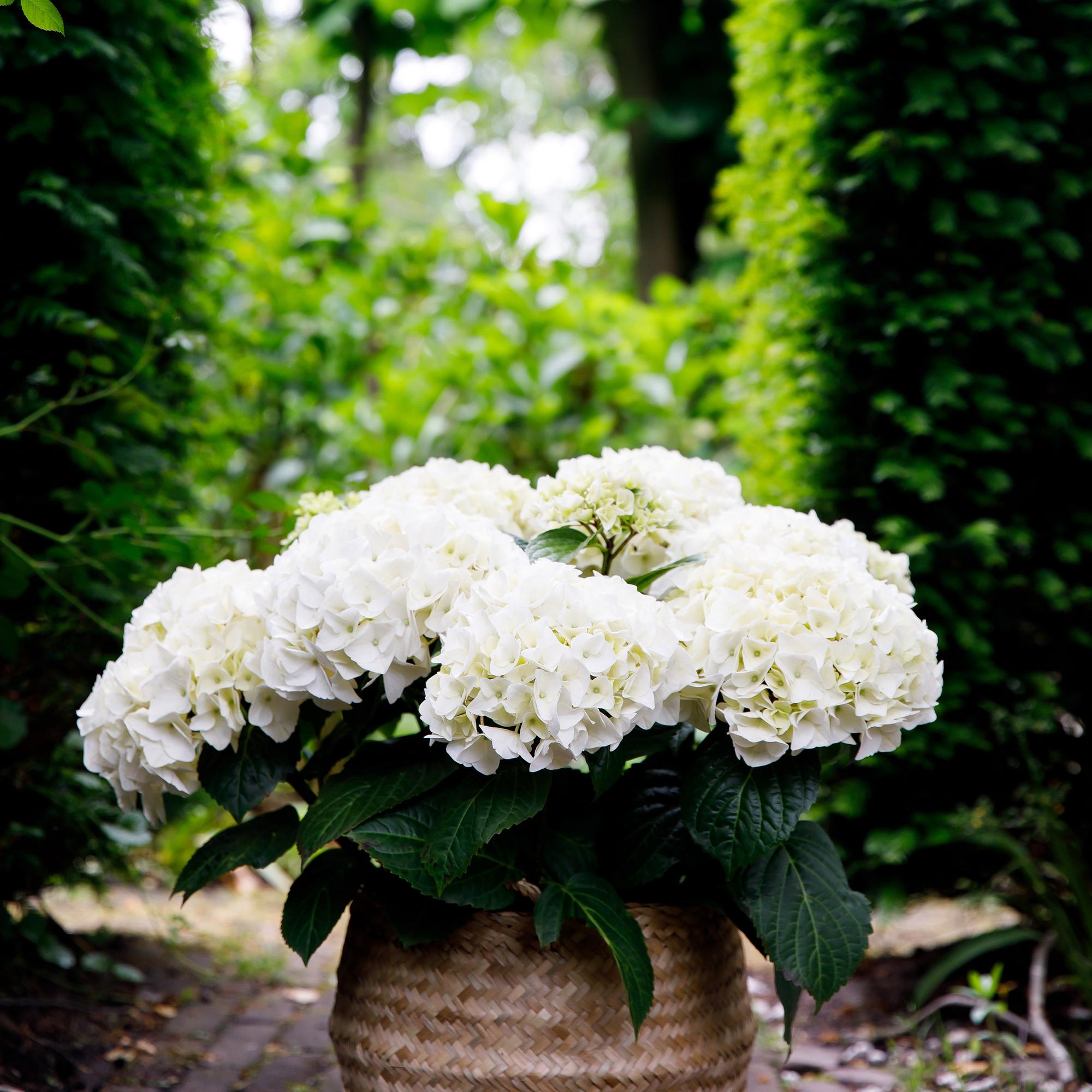 Weiße Hortensie ‘Forever & Ever’ – kompakte Balkonpflanze, 23 cm Topf, 55 cm hoch - Green Guardia - Ihr Experte für Schädlinge und Pflanzen