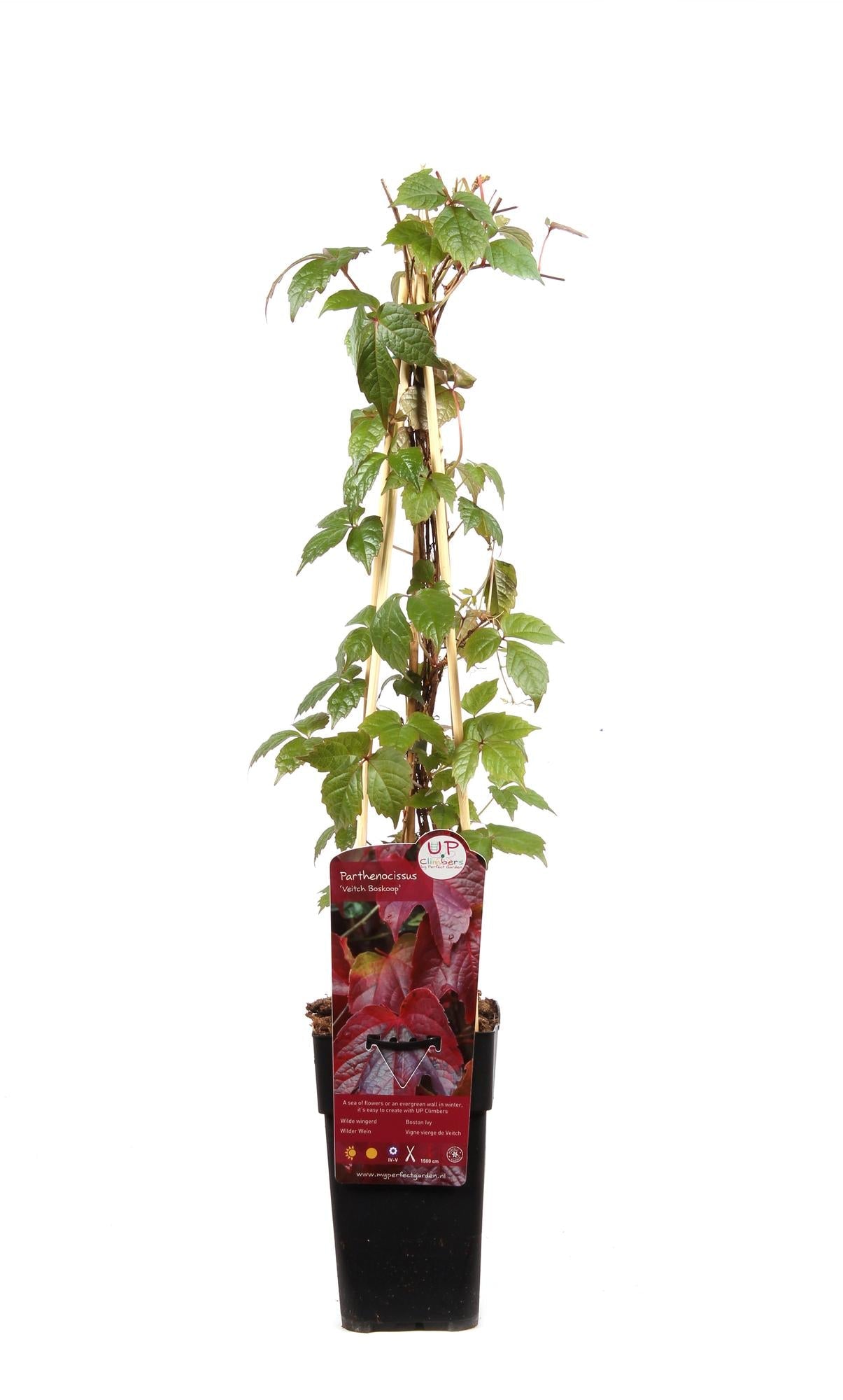 Wilder Wein ‘Veitch Boskoop’ – robuste Kletterpflanze, 15 cm Topf, 65 cm hoch - Green Guardia - Ihr Experte für Schädlinge und Pflanzen