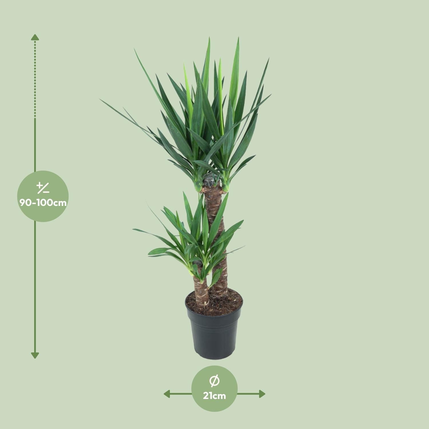 Yucca Elephantipes – Palmlilie - 30 - 125 cm - Green Guardia - Ihr Experte für Schädlinge und Pflanzen