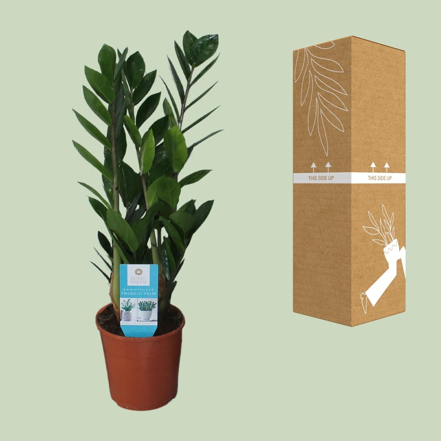 Zamioculcas Zamiifolia – Glücksfeder - 40 - 95 cm - Green Guardia - Ihr Experte für Schädlinge und Pflanzen