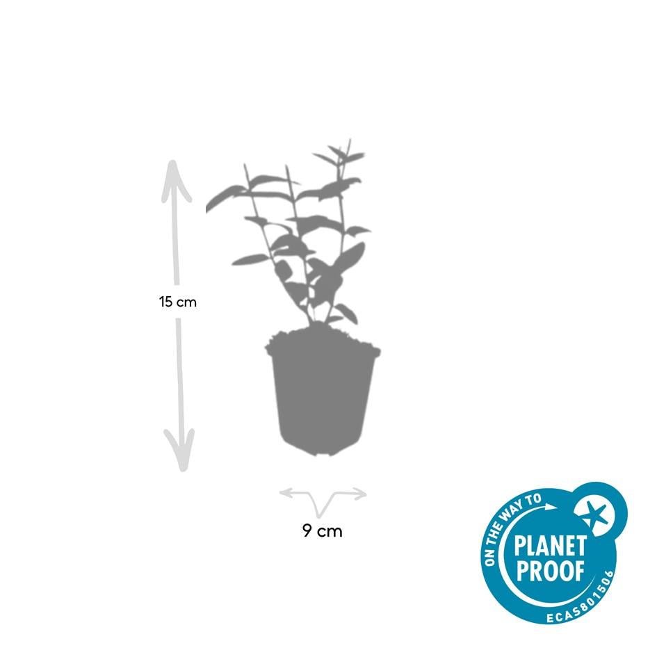 Zier - Johanniskraut (Hypericum inodorum) – 9 cm Topf, 10–25 cm hoch - Green Guardia - Ihr Experte für Schädlinge und Pflanzen