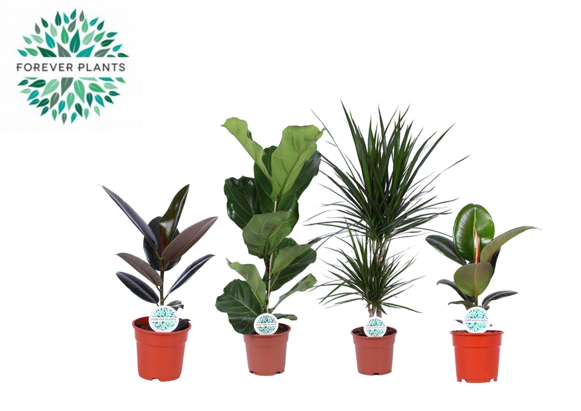Zimmerpflanzen Grüne Mischung ‘Lopez’ – 4 Pflanzen – 17 cm Topf, 55–75 cm hoch - Green Guardia - Ihr Experte für Schädlinge und Pflanzen