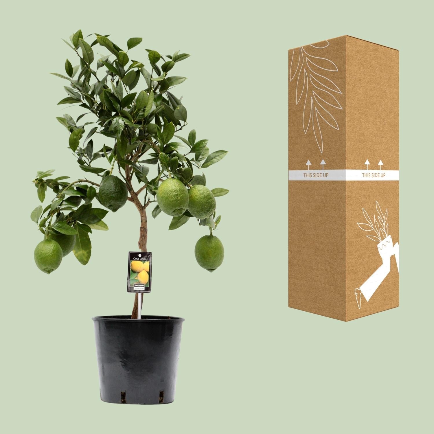 Zitronenbaum (Citrus lemon) – 35–80 cm - Green Guardia - Ihr Experte für Schädlinge und Pflanzen