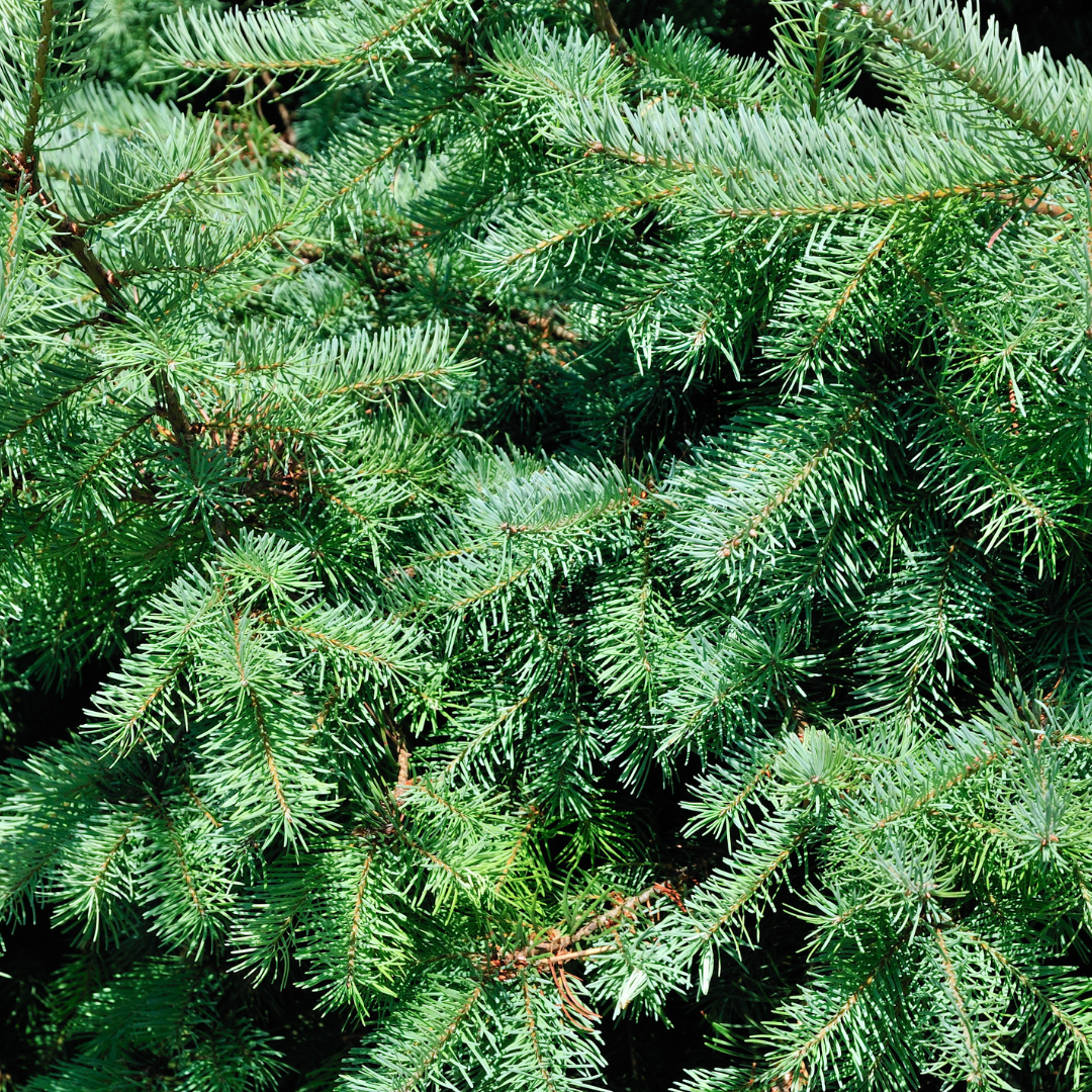 Zwergfichte ‘Conica’ – kompakter Weihnachtsbaum, 70 cm - Green Guardia - Ihr Experte für Schädlinge und Pflanzen