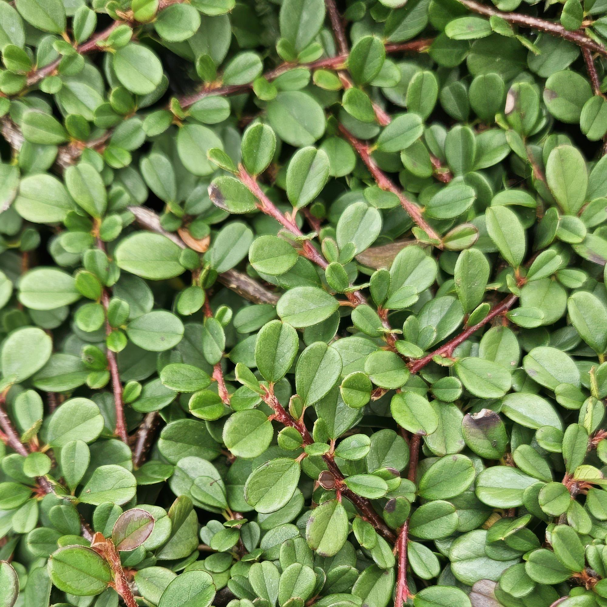Zwergmispel ‘Streib’s Findling’ – 9 cm Topf, 10–25 cm Höhe - Green Guardia - Ihr Experte für Schädlinge und Pflanzen