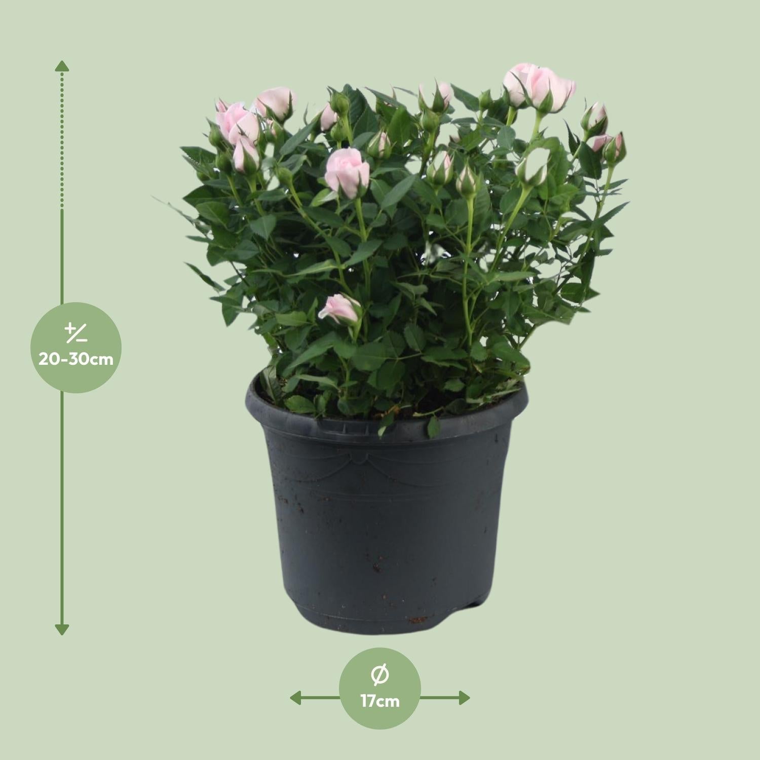 Zwergrose ‘Jewel Patio Baby’ – rosa blühend, 17 cm Topf, 30 cm hoch - Green Guardia - Ihr Experte für Schädlinge und Pflanzen